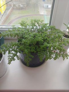 Пилея мелколистная