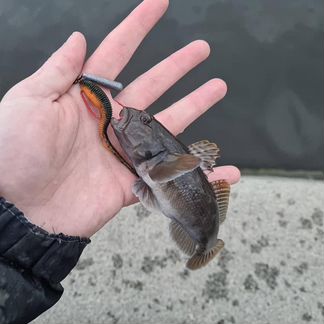 Силиконовые приманки RA shad 