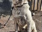 Среднеазиатская овчарка алабай щенки сао объявление продам