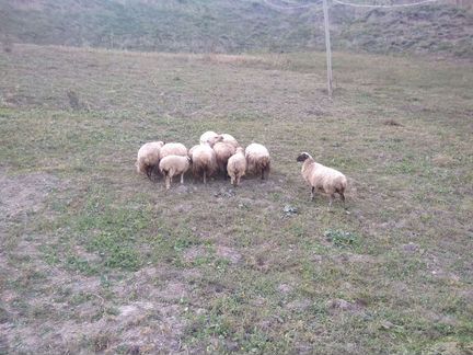 Овцы бараны ягнята оптом - фотография № 3