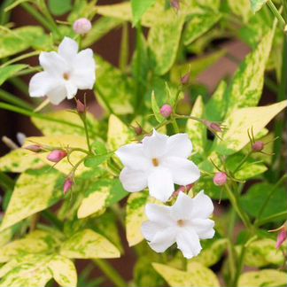 Жасмин officinale Aureovariegatum