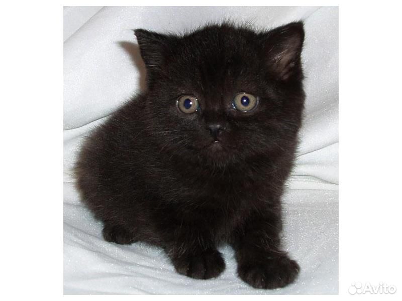 Черный британский котенок 1 месяц
