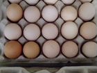 Яйцо инкубационное деревенских кур объявление продам