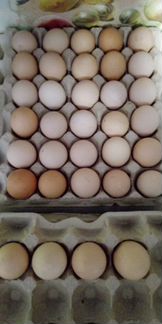 Яйцо инкубационное деревенских кур