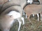 Катумские, эдельбаевские, а также местные овцы объявление продам