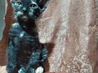 Котята донского Сфинкса объявление продам