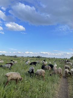 Бараны, овцы (Самара-Новокуйбышевск) - фотография № 6