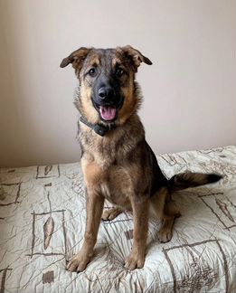 Щенок Слиппи в добрые руки