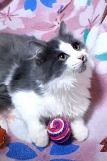 Котёнок мальчик 4 с половиной месяца