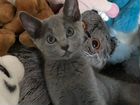 Русская голубая кошка-мышелов