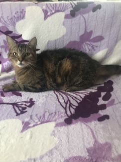 Продам кошечку