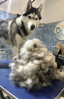 Стрижка собак,груминг для кошек Марьино, Люблино