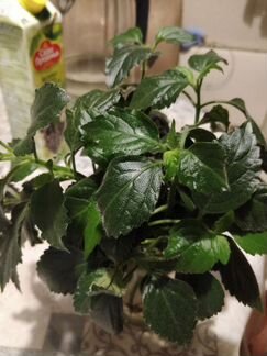 Плекрантус Mona Lavender