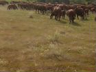 Продажа быков, телят, нетелей, коров породы герефо