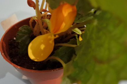 Бегония природная Buttercup