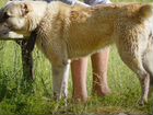 Среднеазиатская овчарка алабай щенки
