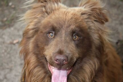 Метис медвежонка в добрые руки