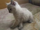 Сибирско-Сиамский котик объявление продам