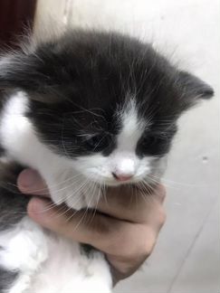 Котята в добрые руки даром