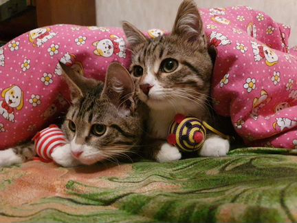 Котята в добрые руки