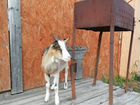 Зааненская коза полукровная объявление продам