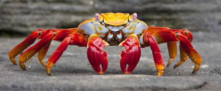 Домен crabclub.RU