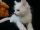 Котенок пароды Мейнкун объявление продам