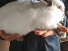 Кролик Калифорнийской породы объявление продам