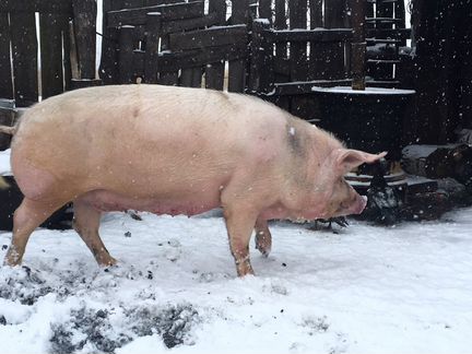 Домашняя свинья на мясо