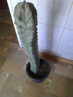 Кактус высота 67 см