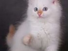 Невский Маскарадный Котик с голубыми глазами в доб