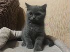 Кот на Вязки (Британец) объявление продам