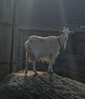Продам дойную козу - фотография № 2