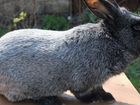 Кролик Полтавское серебро