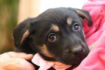 Малышка ищет дом