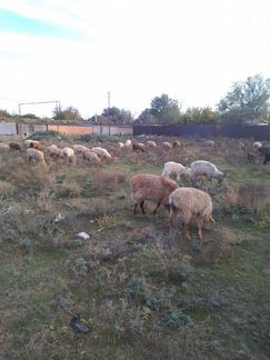 10 овец - фотография № 2