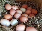 Яйца на инкубацию цветного бройлера голошейка