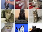 Кошечки и котики кастрированы привиты