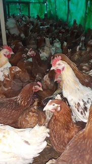 Молодые куры несушки