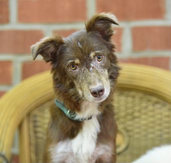 Щенок, мальчик. Маленькая собачка в кварти