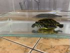 Черепаха водная с аквариумом объявление продам