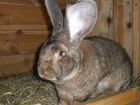 Кролики породы Фландер/Мясо кроликов объявление продам