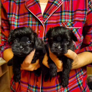 Малыши Аффенята