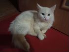 Ангорский кот Снежок ждёт своего хозяина объявление продам
