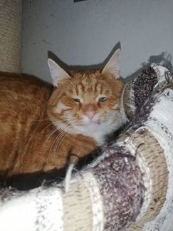 Поиски кошачьего счастья