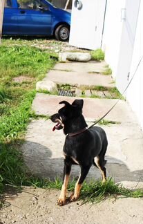 Собачка для души