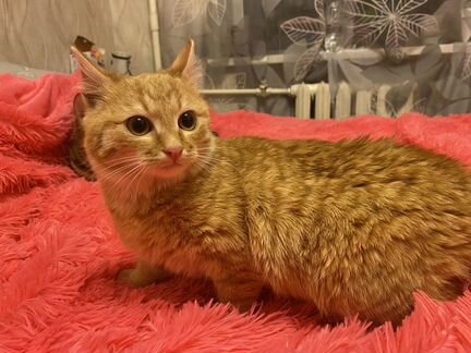 Рыжий котёнок бесплатно