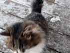 Сибирские кошки в добрые руки объявление продам