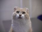 Стерилизованная персиковая кошка, красавица объявление продам