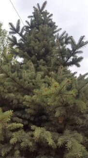 Ель голубая Глаука 2,5 - 3 метра